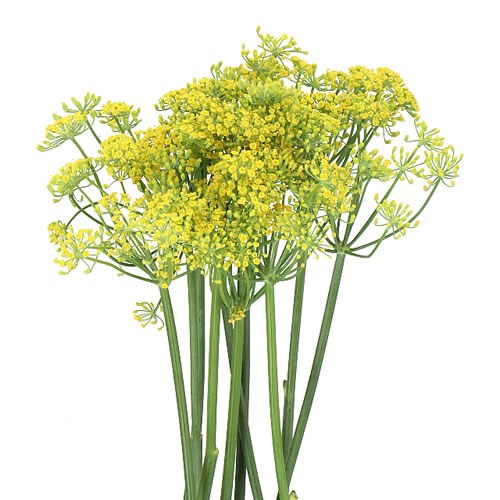 FOENICULUM VULGARE