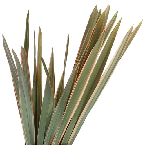 PHORMIUM TENEX RED