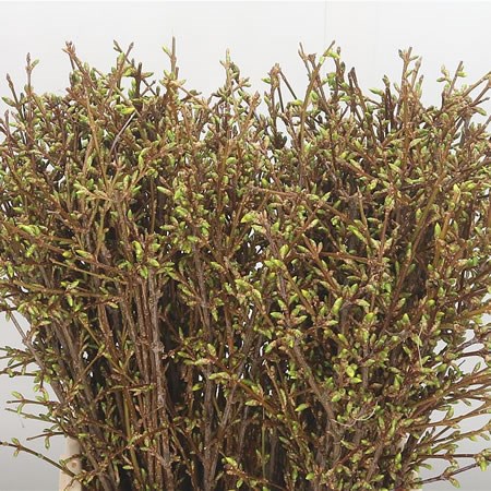 FORSYTHIA SPECTABILIS