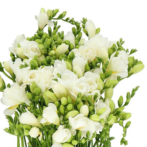 FREESIA AMBIANCE SINGLE