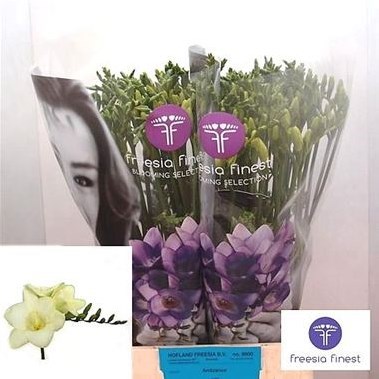 FREESIA AMBIANCE SINGLE