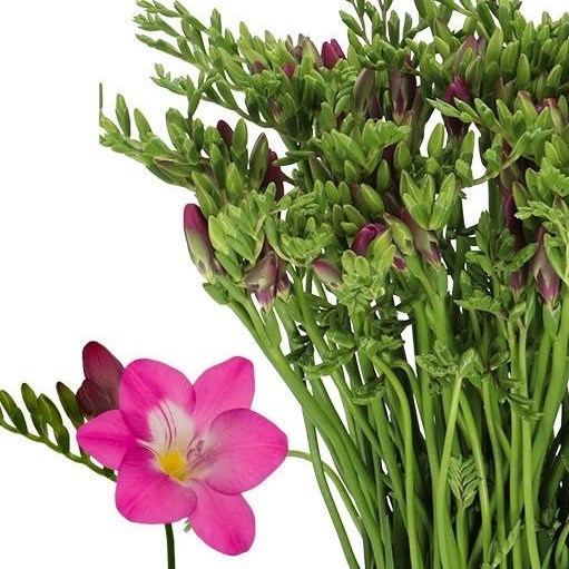 FREESIA COSTA SINGLE