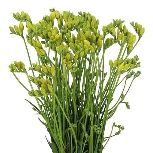 FREESIA DOUBLE BALLADE
