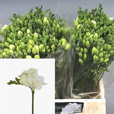 FREESIA DOUBLE BELLEVILLE