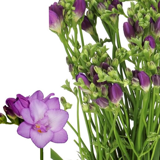 FREESIA DOUBLE BISCAYA
