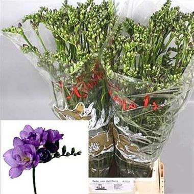 FREESIA DOUBLE BLUE BAYOU