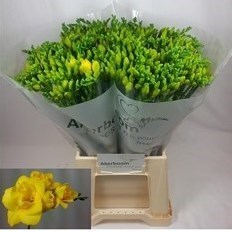 FREESIA DOUBLE BOULEVARD