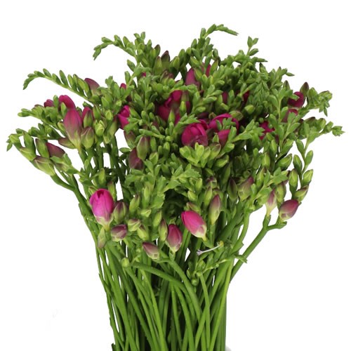 FREESIA DOUBLE CHERISE