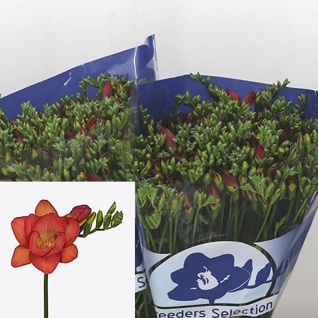 FREESIA DOUBLE FUEGO