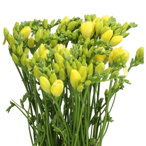 FREESIA DOUBLE GRANDEUR