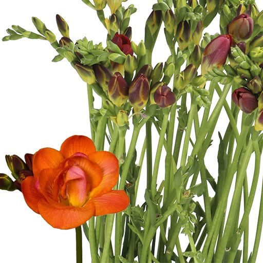 FREESIA DOUBLE MANDARINE