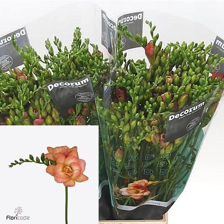 FREESIA DOUBLE PEACHY QUEEN (EX)
