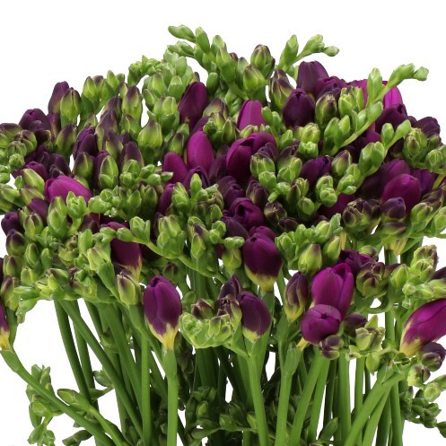 FREESIA DOUBLE PURPLE KING
