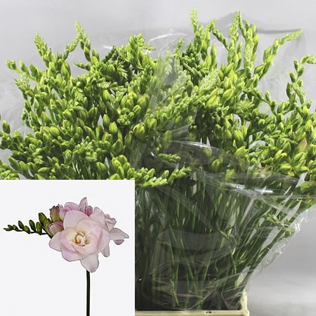 FREESIA DOUBLE ROSARIO