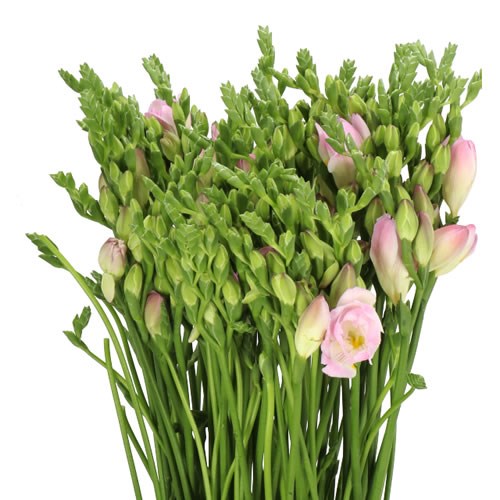 FREESIA DOUBLE ROSARIO