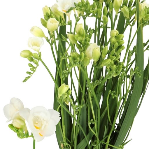FREESIA DOUBLE VERSAILLES