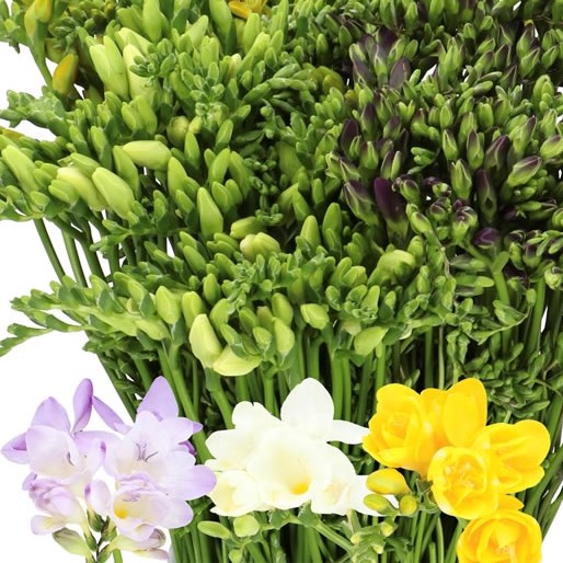FREESIA EASTER MIX