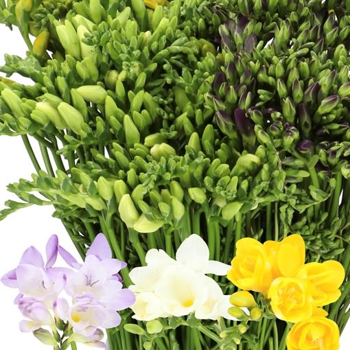  FREESIA EASTER MIX