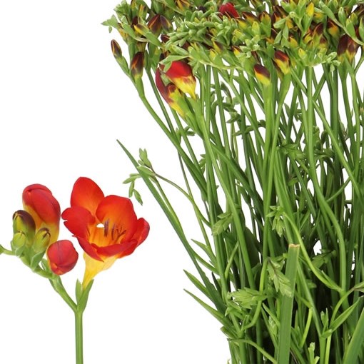 FREESIA FIREBALL SINGLE