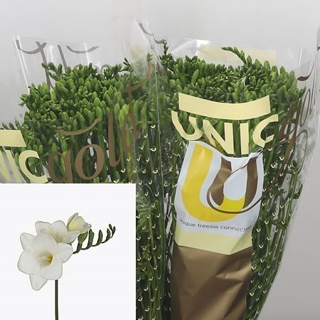 FREESIA ILSE SINGLE