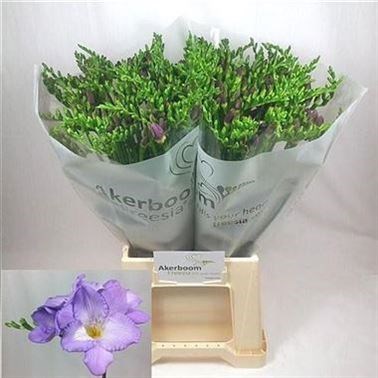 FREESIA INDIGO BEACH SINGLE