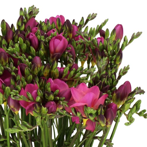 FREESIA INTENSE SINGLE