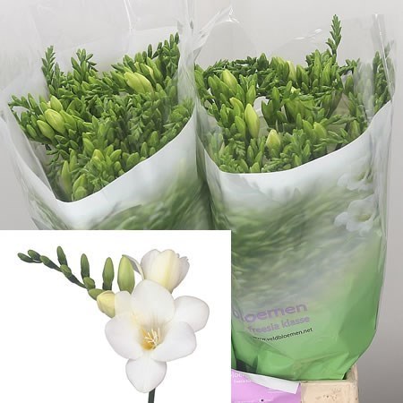 FREESIA INZELL SINGLE