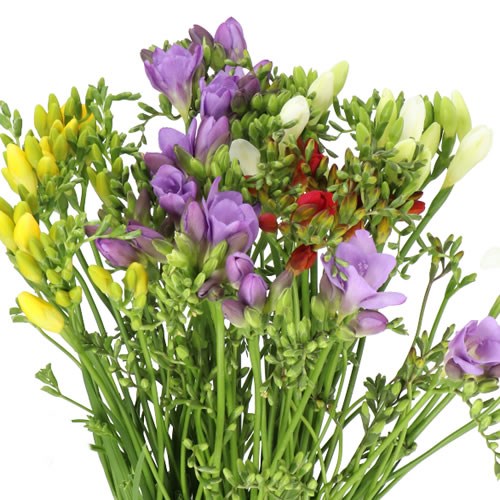 FREESIA MIX