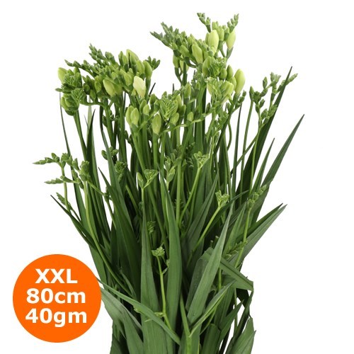 FREESIA ONE XXL WHITE
