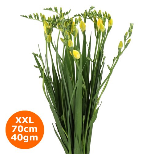 FREESIA ONE XXL YELLOW