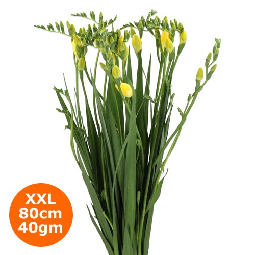 FREESIA ONE XXL YELLOW