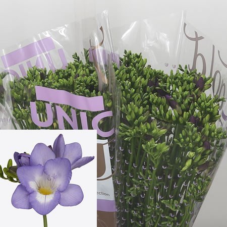 FREESIA PALERMO SINGLE