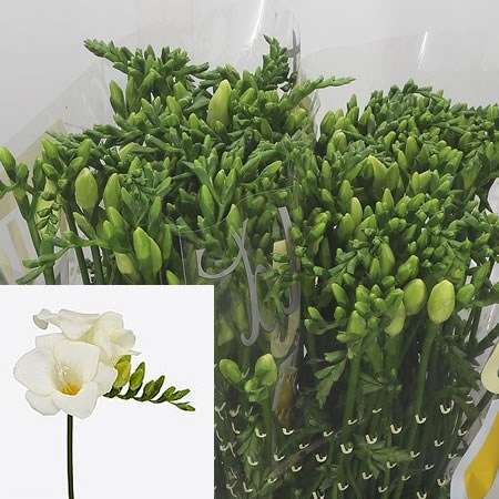 FREESIA SAN REMO SINGLE