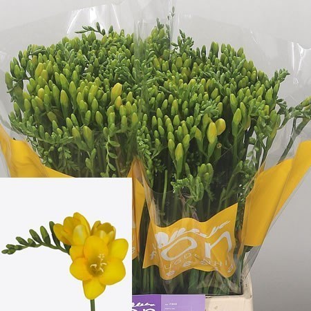 FREESIA SERRADA SINGLE