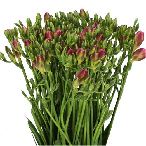 FREESIA WONDERFUL PINK