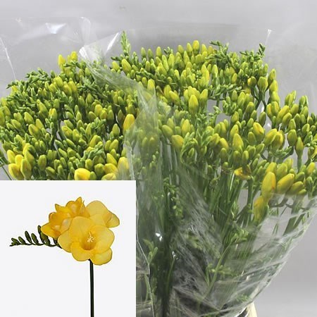 FREESIA YELENA SINGLE