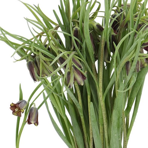 FRITILLARIA ELWESII