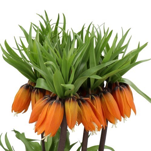 FRITILLARIA IMPERIALIS AURORA