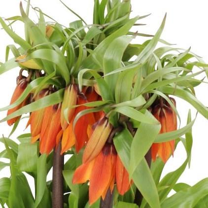 FRITILLARIA IMPERIALIS ORANGE BEAUTY