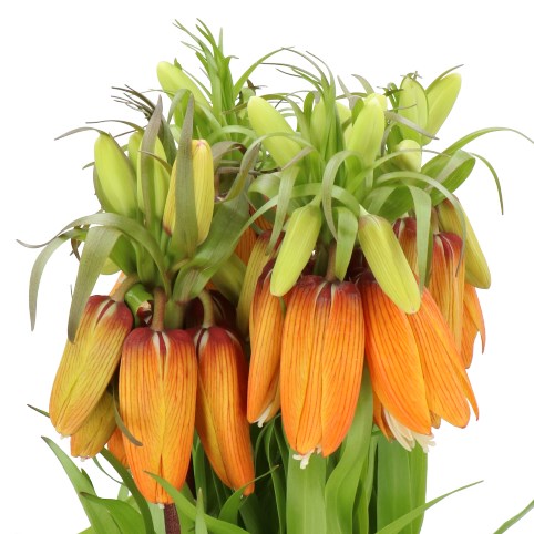 FRITILLARIA IMPERIALIS ORANGE SWEET