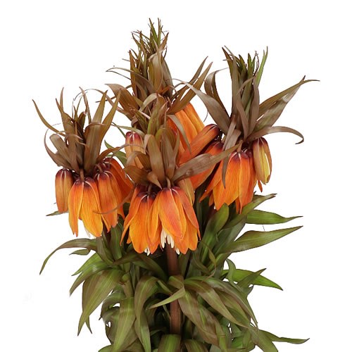 FRITILLARIA IMPERIALIS SUNSET