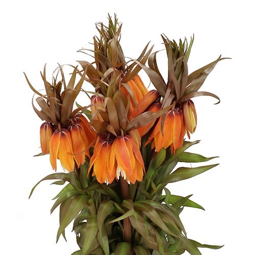 FRITILLARIA IMPERIALIS SUNSET