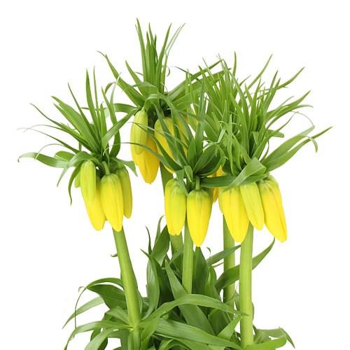 FRITILLARIA IMPERIALIS YELLOW