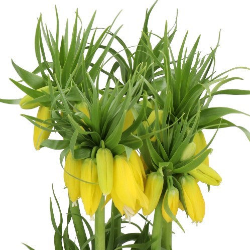 FRITILLARIA LUTEA