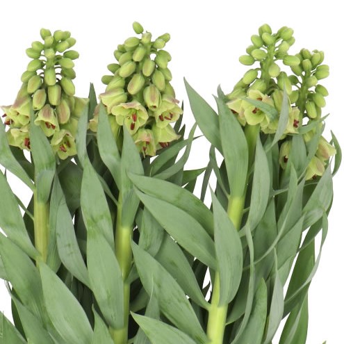 FRITILLARIA MAGIC BELLS