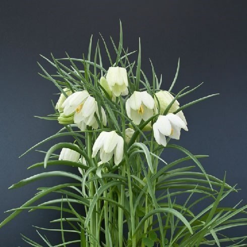 FRITILLARIA MELEAGRIS ALBA