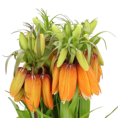 FRITILLARIA ORANGE SWEET