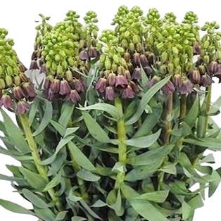 FRITILLARIA PERSICA