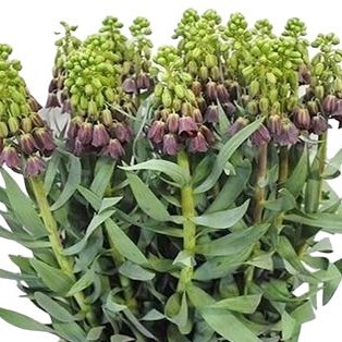 FRITILLARIA PERSICA