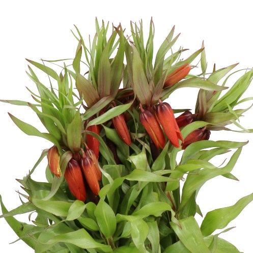 FRITILLARIA RUBRA MAXIMA